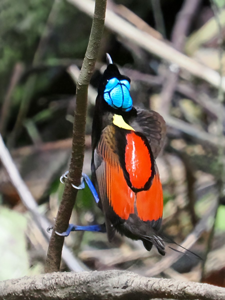 Wilson's Bird-of-Paradise - ML623465364