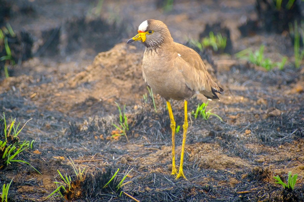 Wattled Lapwing - Andrew Black