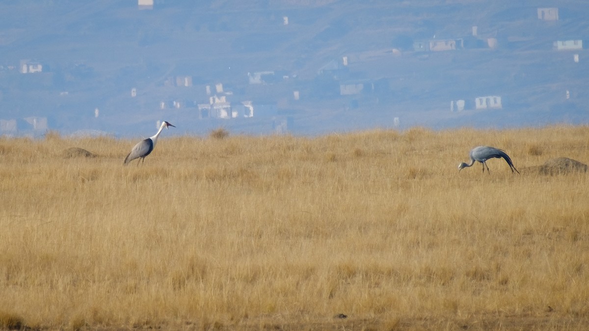 Wattled Crane - ML623465422