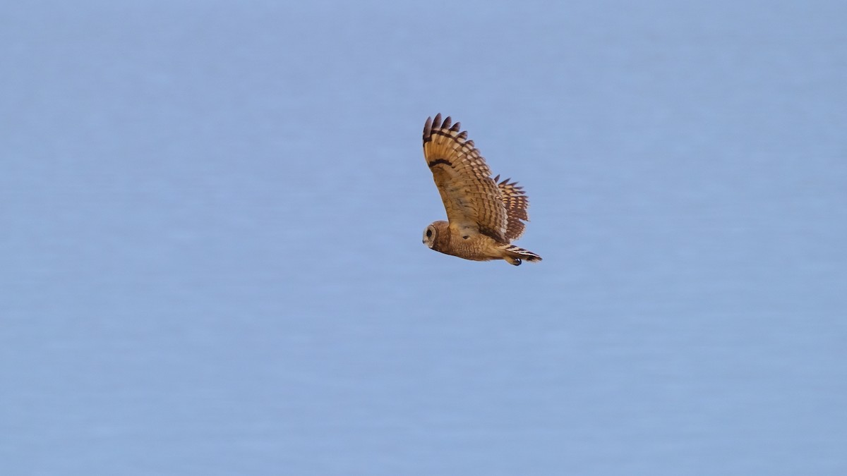 Marsh Owl - ML623465428