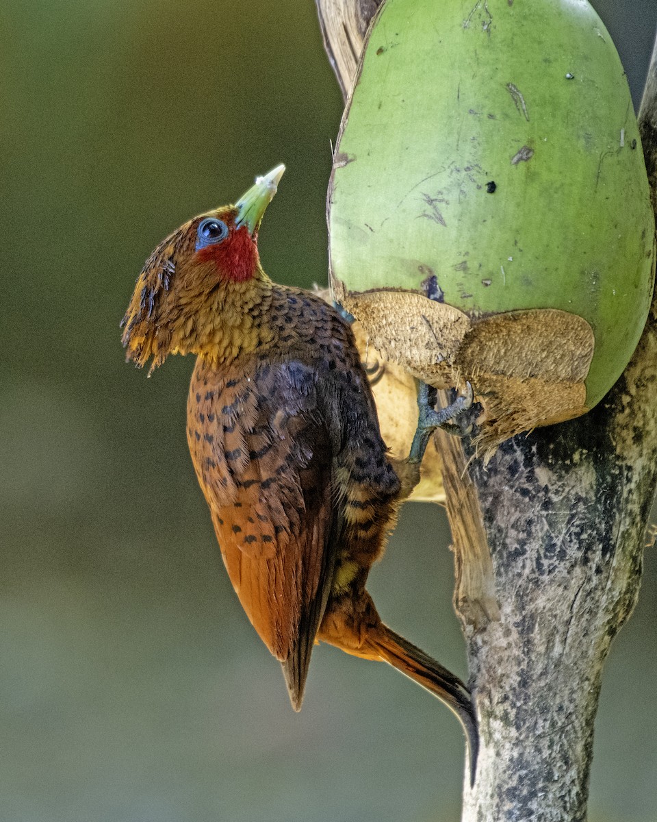 Chestnut-colored Woodpecker - ML623465463