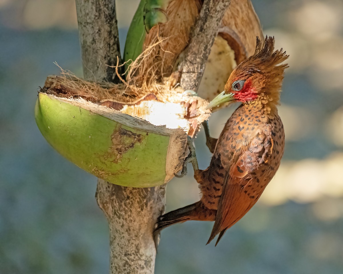 Chestnut-colored Woodpecker - ML623465464