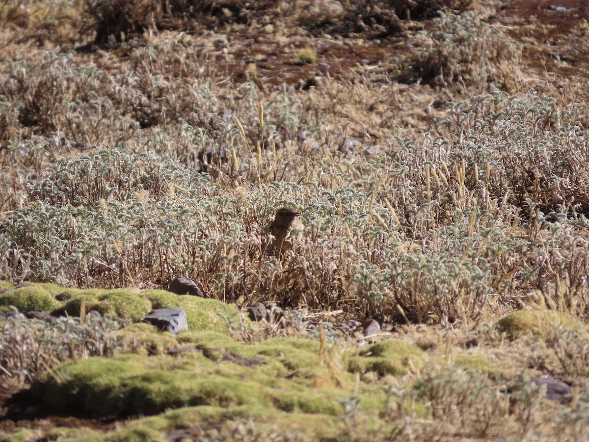 Streak-throated Canastero - ML623465483