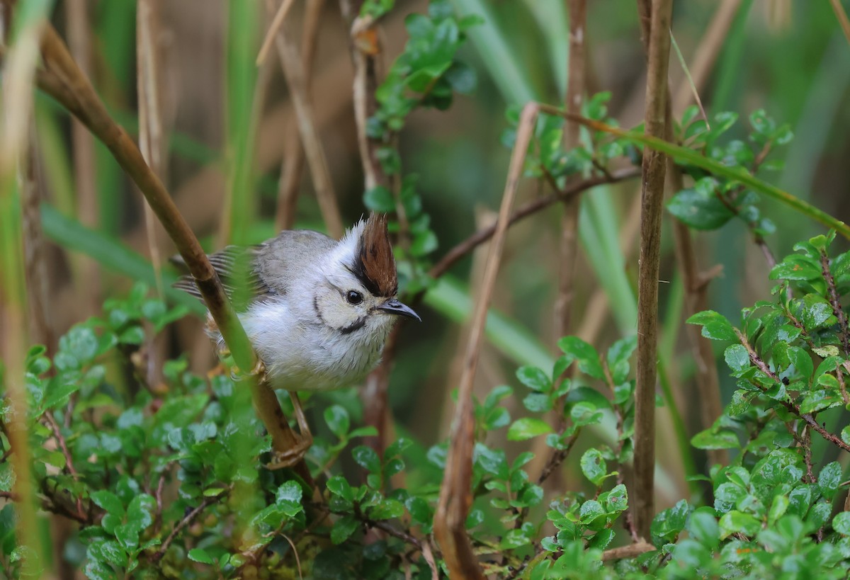 Taiwan Yuhina - ML623465495