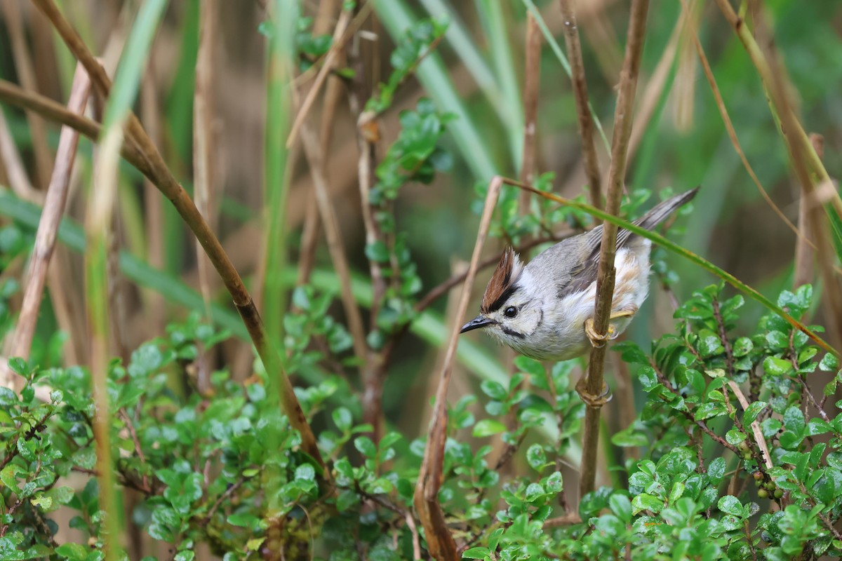 Taiwan Yuhina - ML623465509