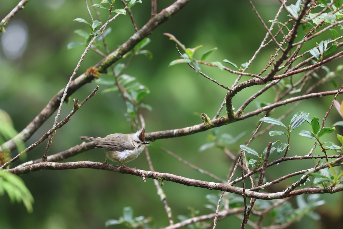 Taiwan Yuhina - ML623465523