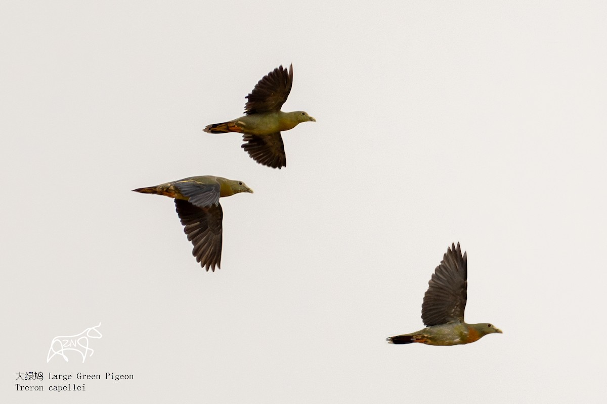 Large Green-Pigeon - ML623465550