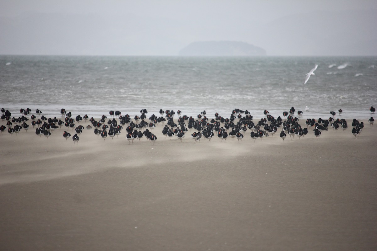 South Island Oystercatcher - ML623465581