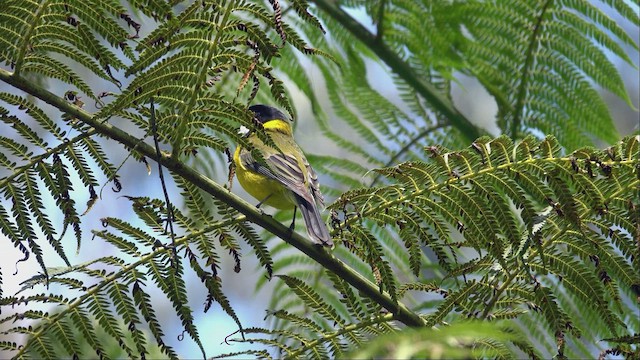 Golden Whistler (Eastern) - ML623465603