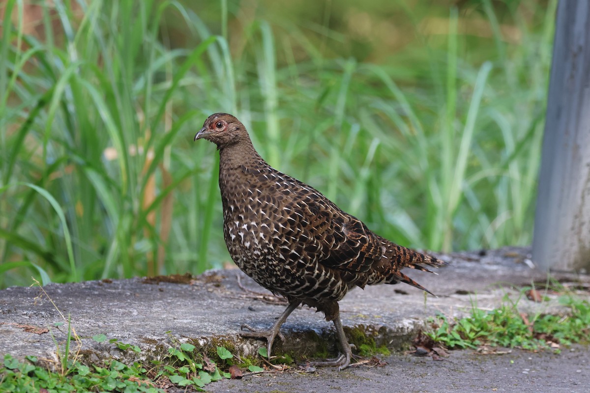 Mikado Pheasant - Chi-Hsuan Shao