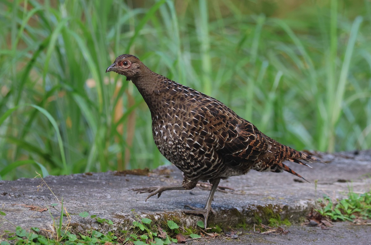 Mikado Pheasant - ML623465641