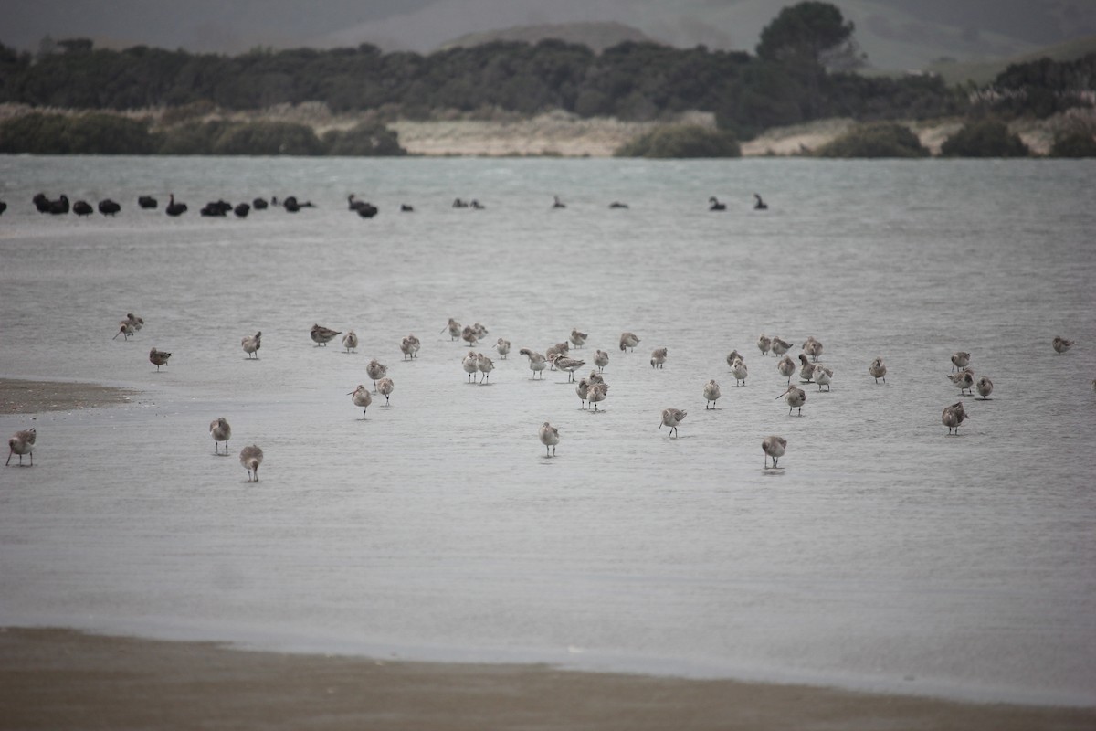 Bar-tailed Godwit - ML623465642