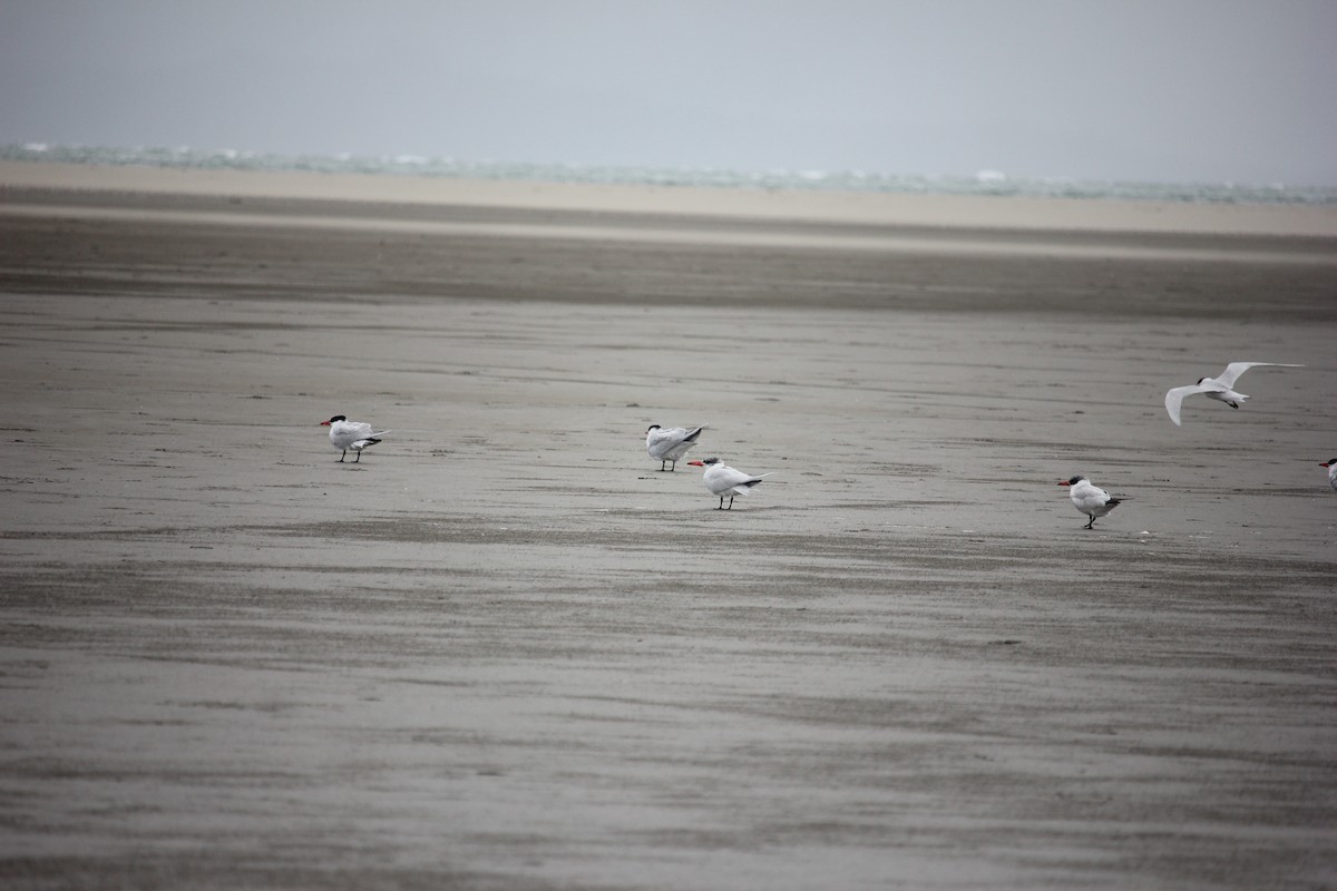 Caspian Tern - Darron Gedge