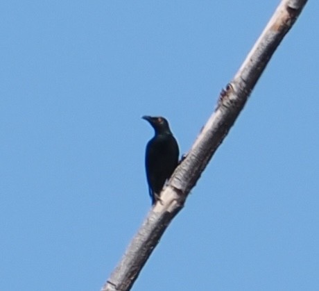 Singing Starling - Alexandre Vinot