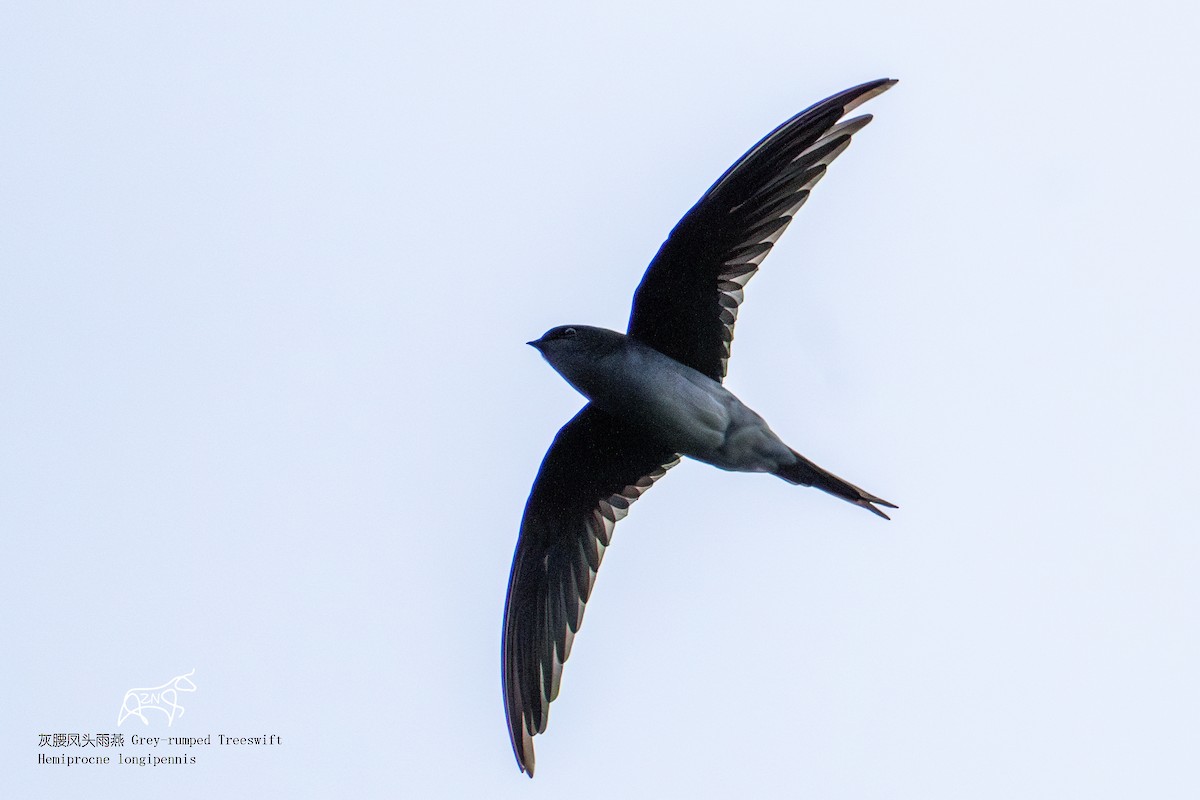 Gray-rumped Treeswift - ML623465683