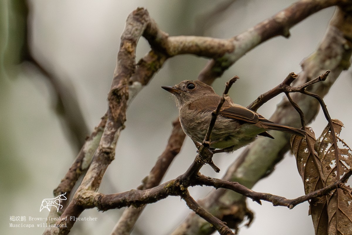 Brown-streaked Flycatcher - ML623465701