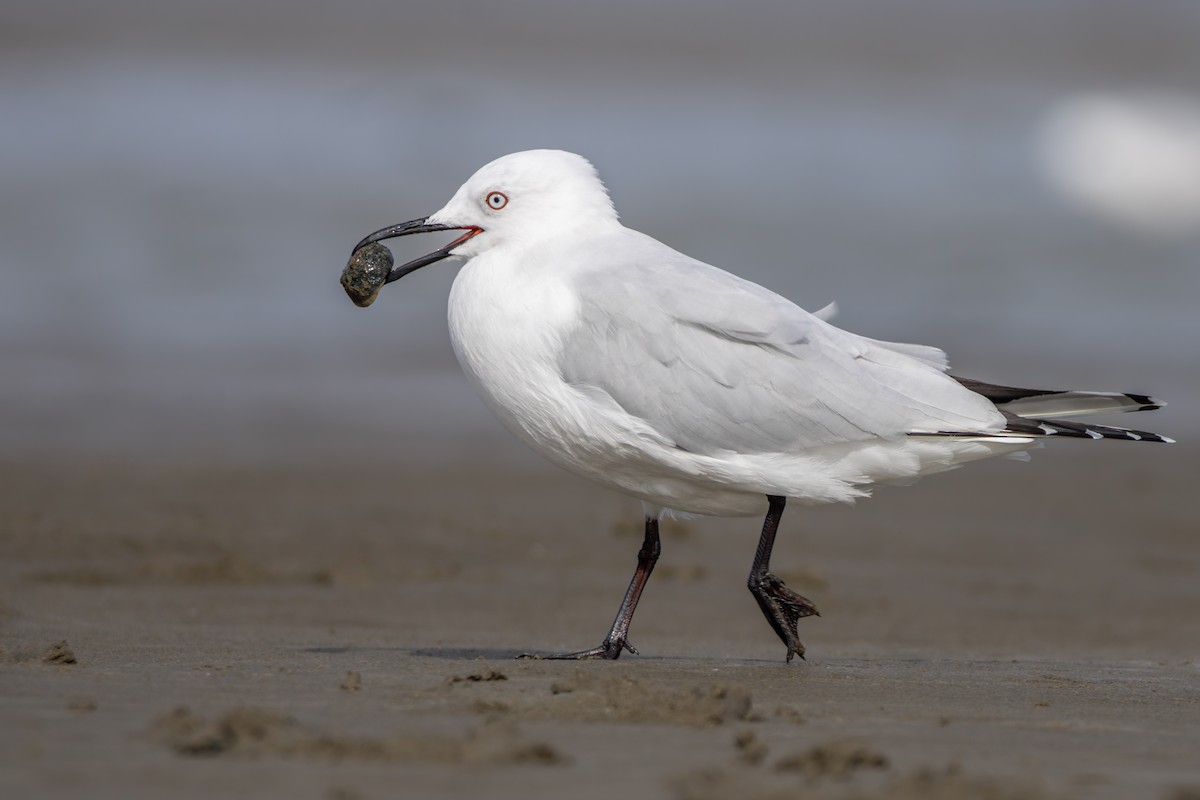 Mouette de Buller - ML623465720