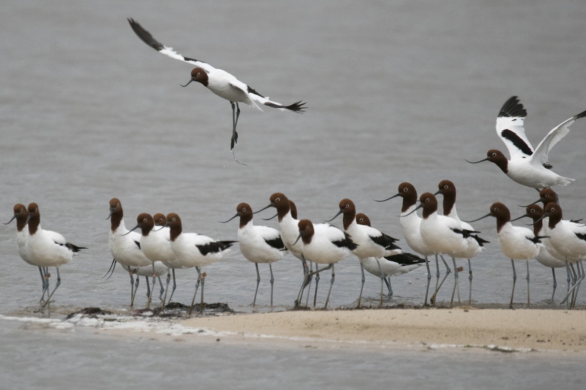 Red-necked Avocet - ML623465733