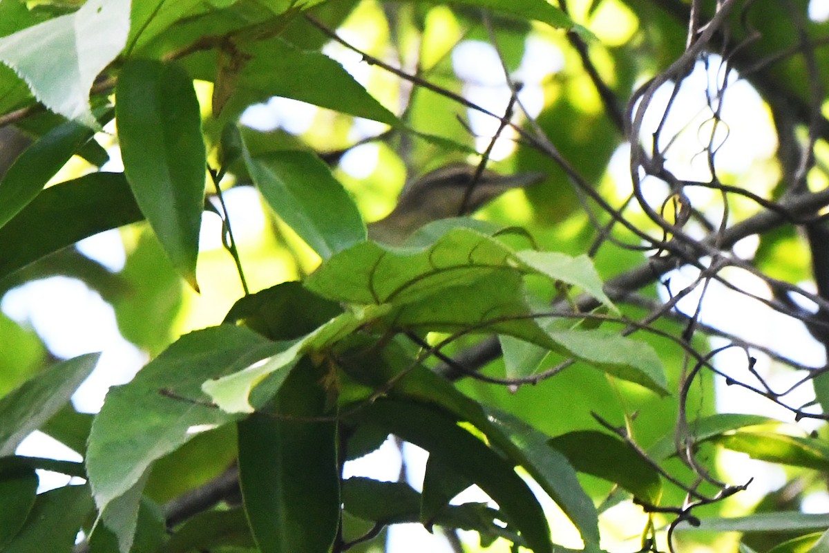 Black-whiskered Vireo - ML623465734