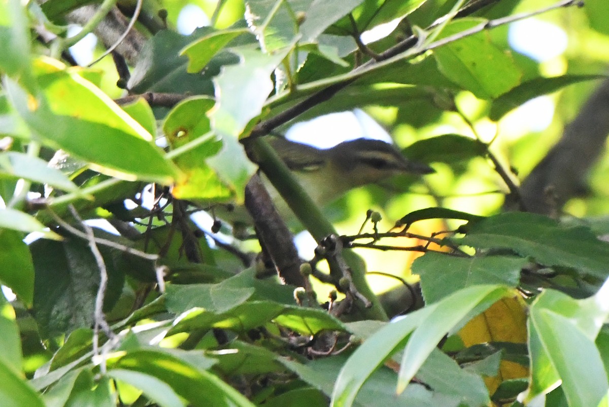 Black-whiskered Vireo - ML623465735