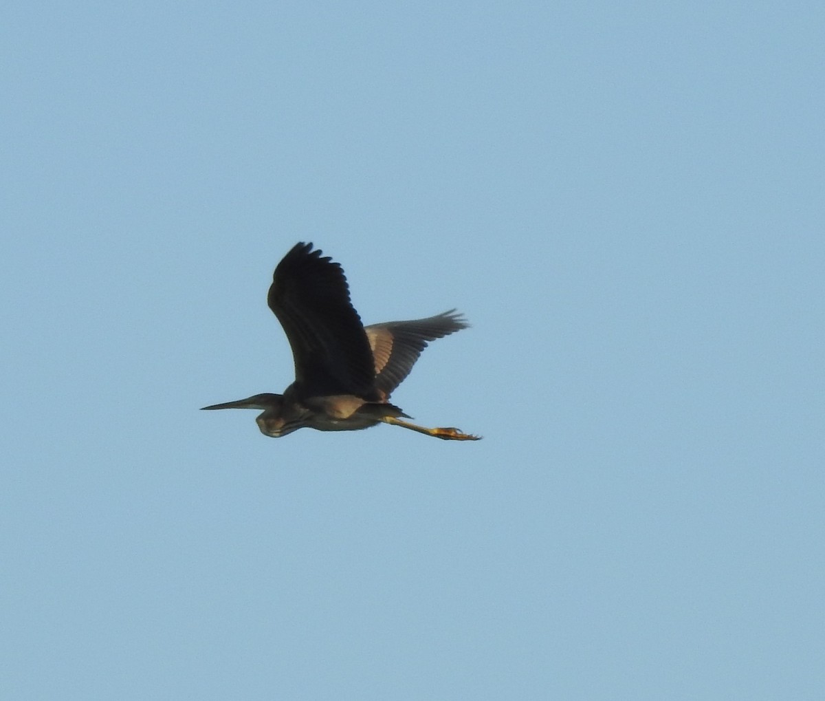 Purple Heron - ML623465797