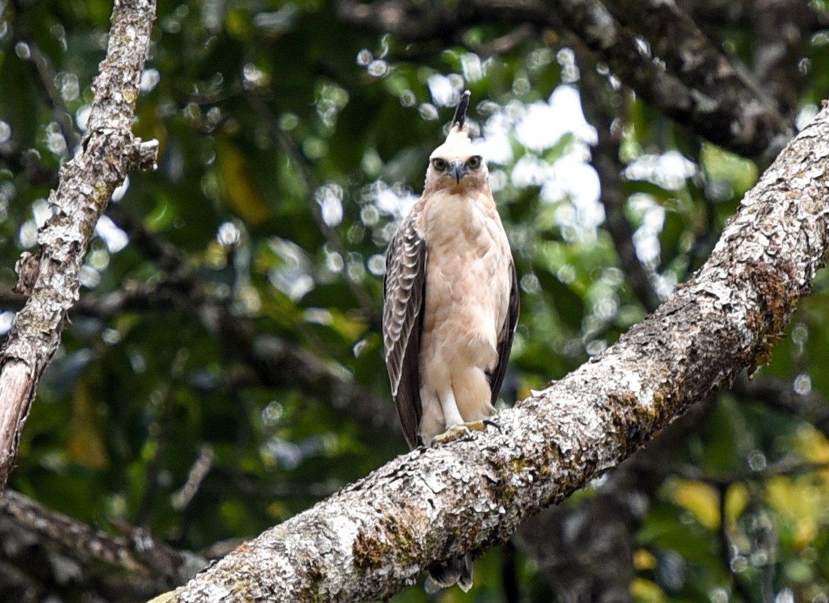 Blyth's Hawk-Eagle - ML623465803