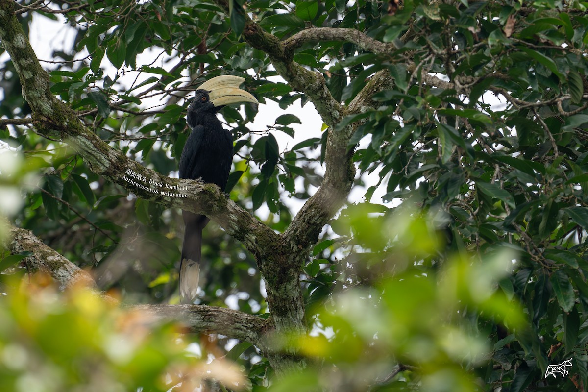 Black Hornbill - ML623465833