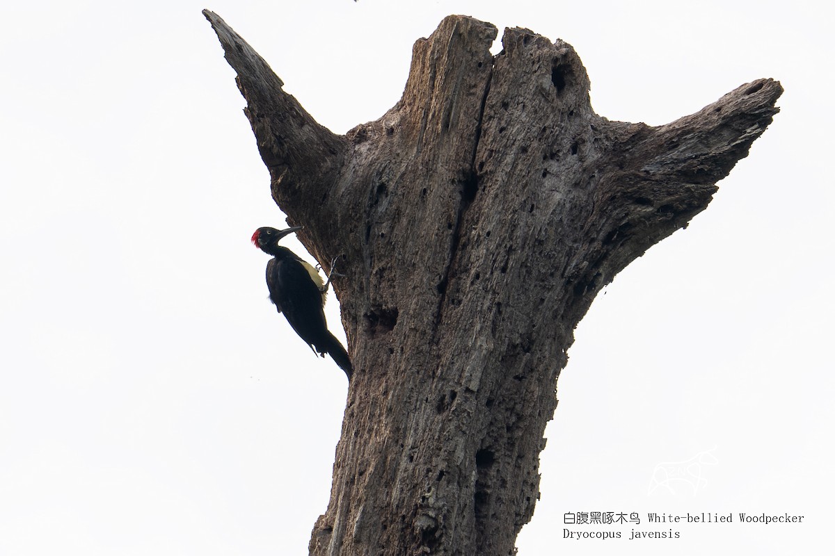 White-bellied Woodpecker - ML623465836