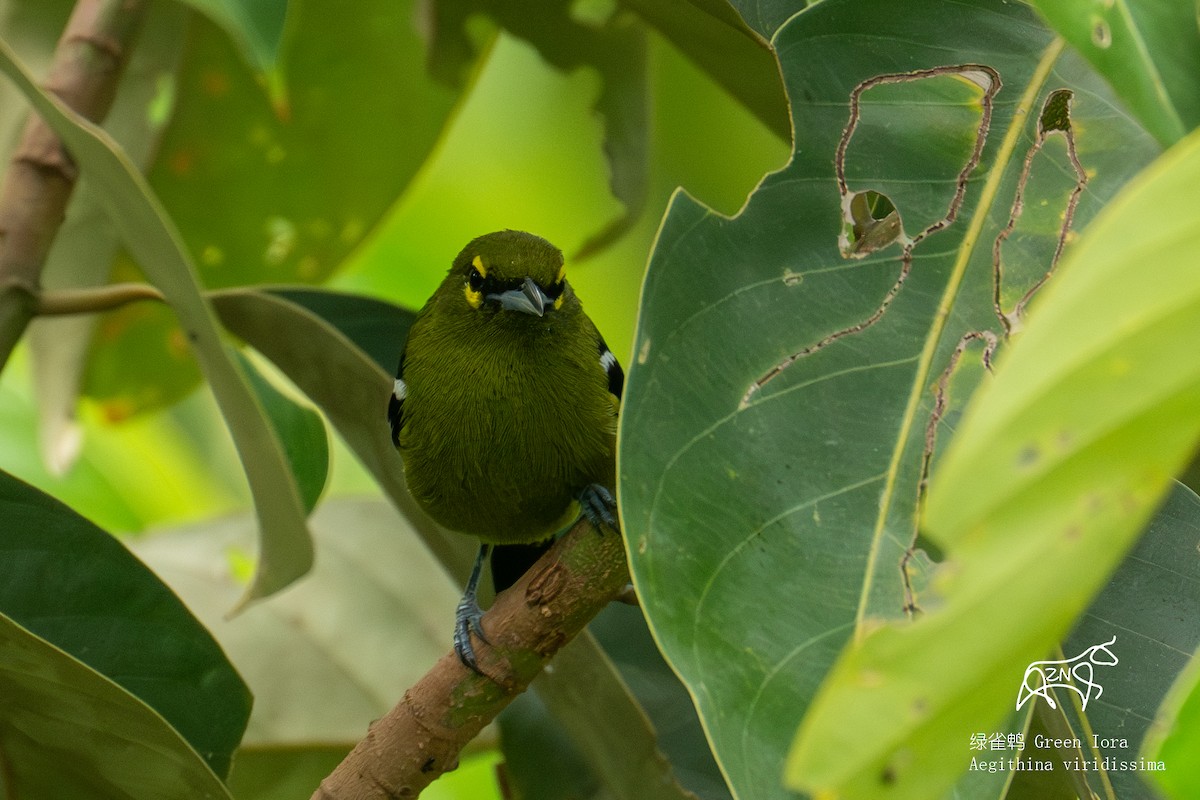 Green Iora - ML623465841