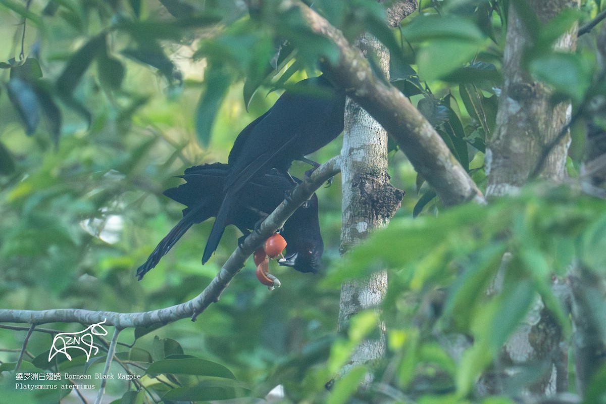 Bornean Black Magpie - ML623465843