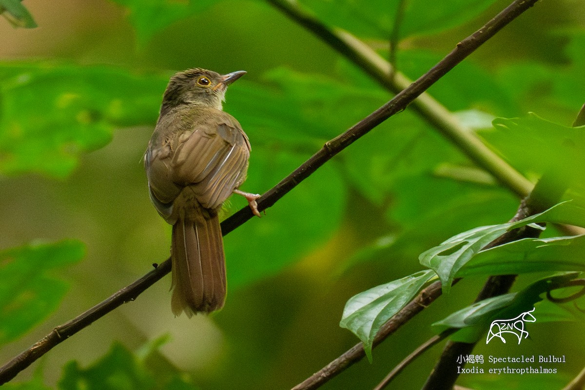 Spectacled Bulbul - Zhen niu