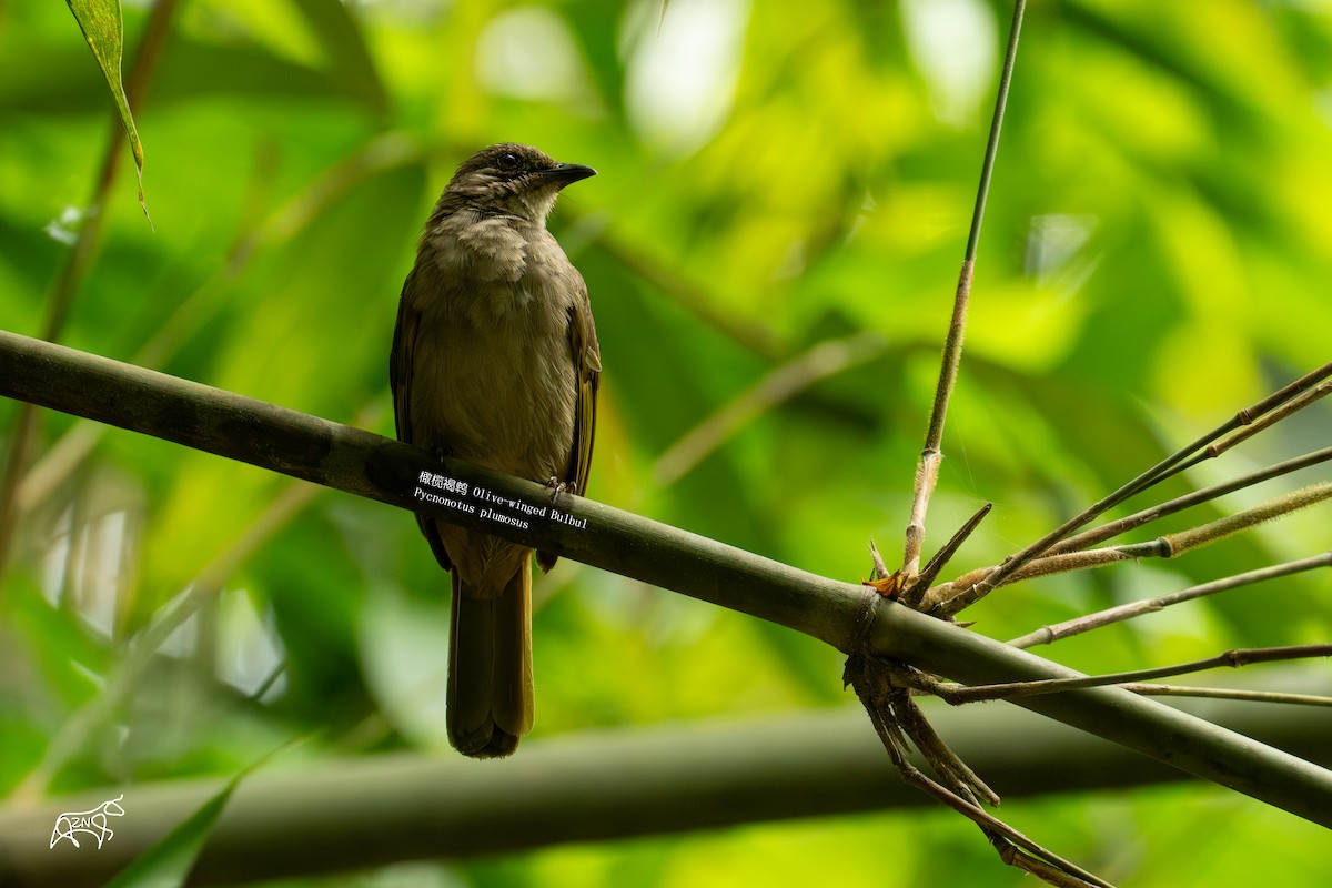 Olive-winged Bulbul - Zhen niu