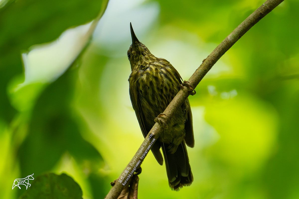 Purple-naped Spiderhunter - ML623465850