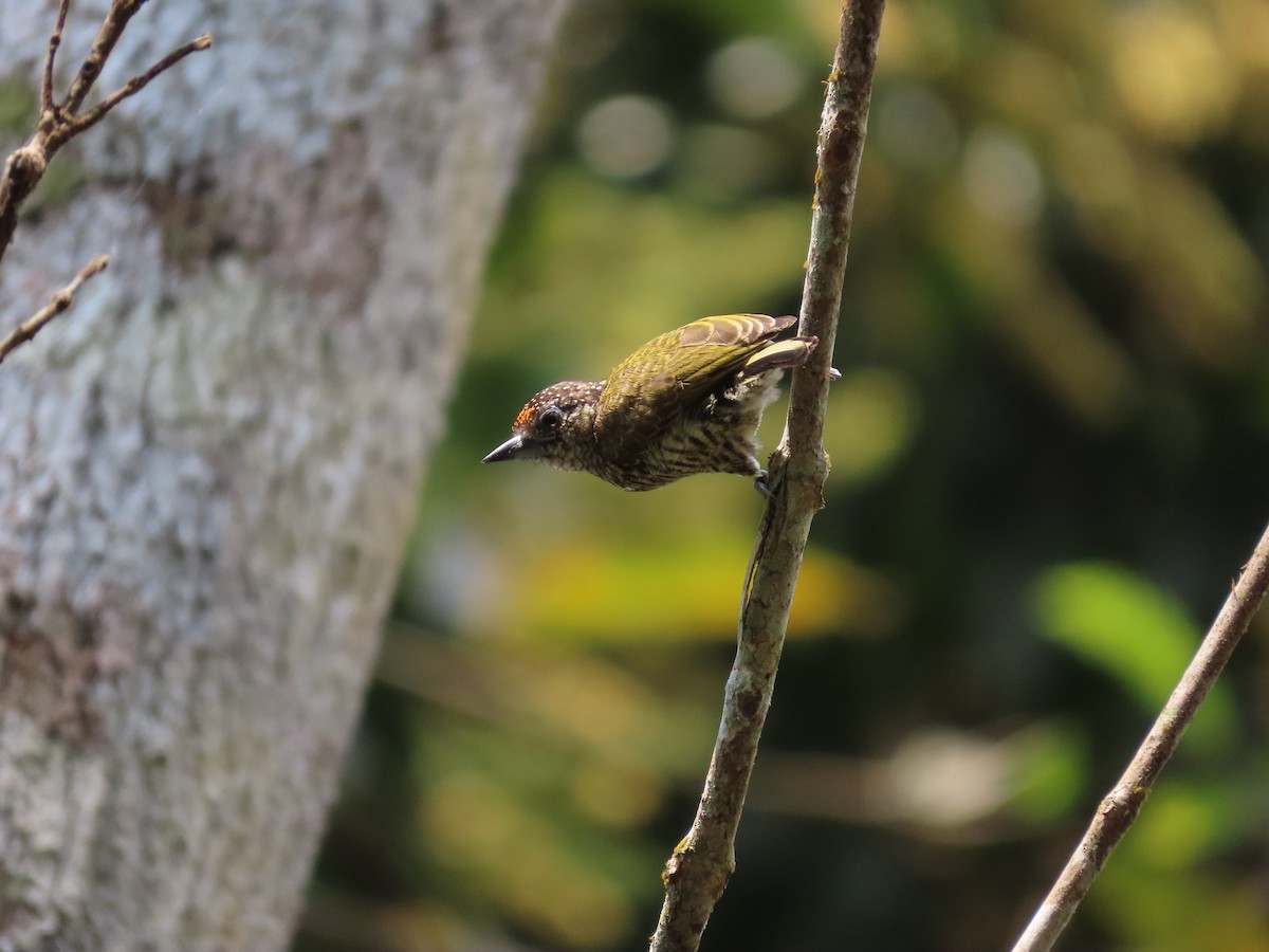 Lafresnaye's Piculet - ML623465904