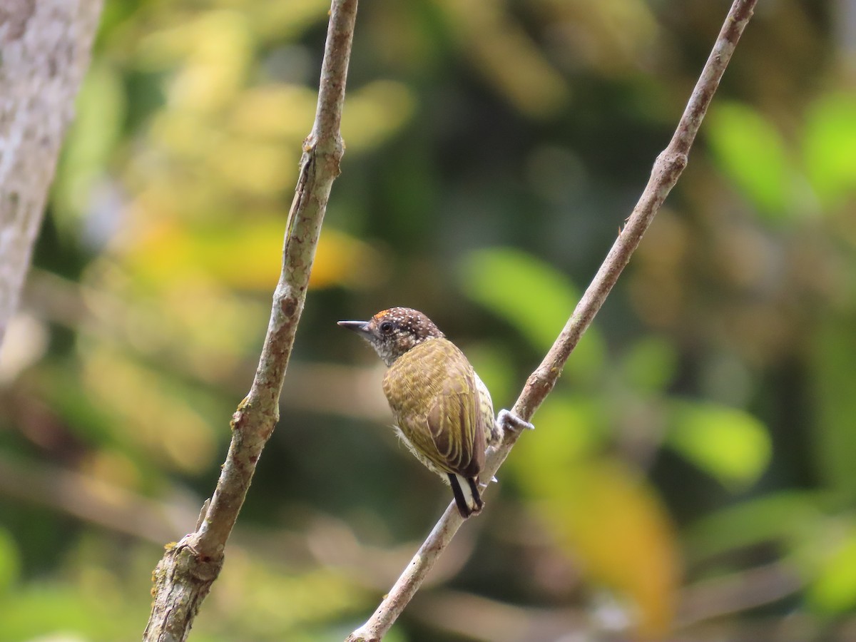 Lafresnaye's Piculet - ML623465905