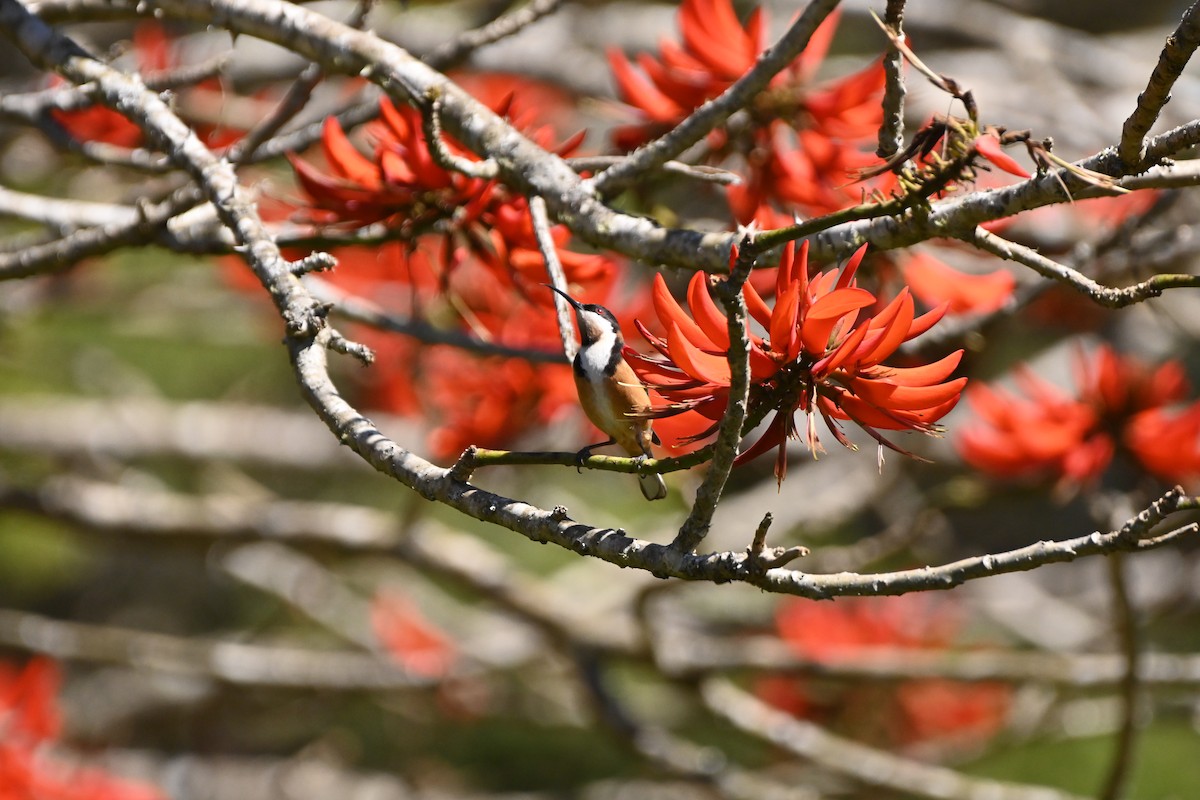 Eastern Spinebill - ML623465924