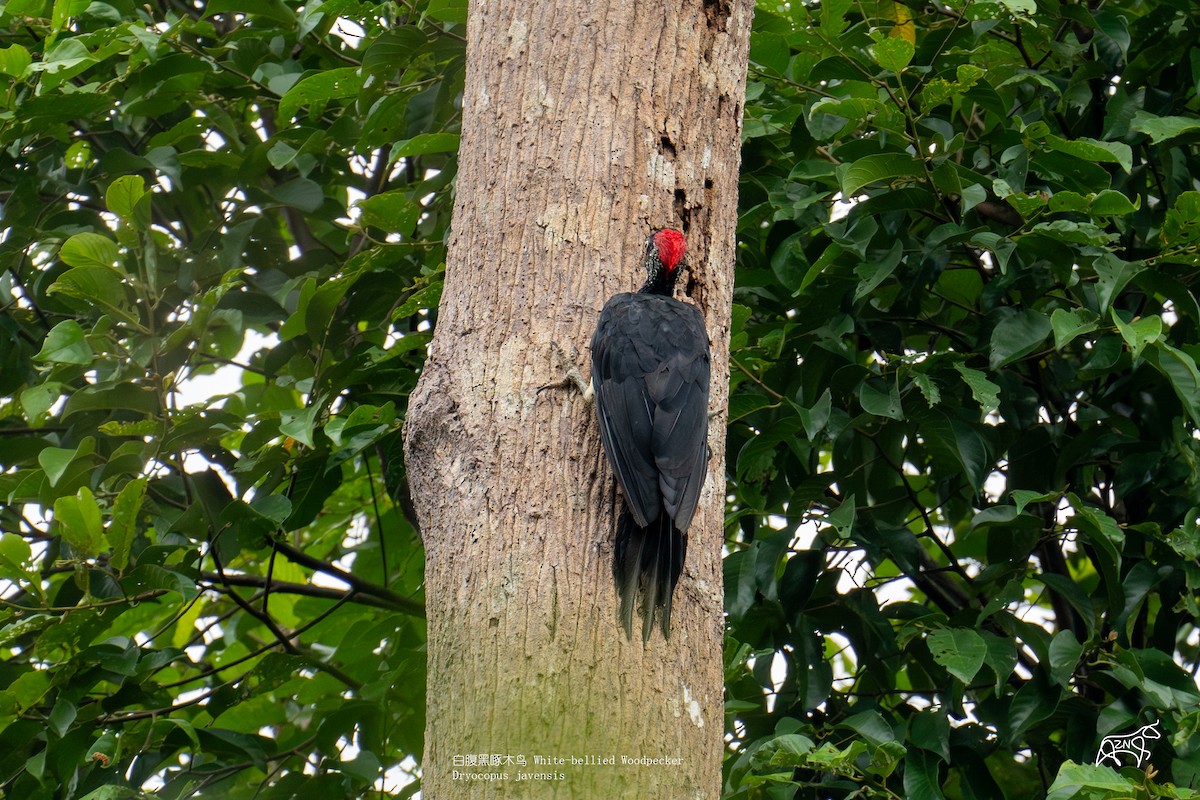White-bellied Woodpecker - ML623465936