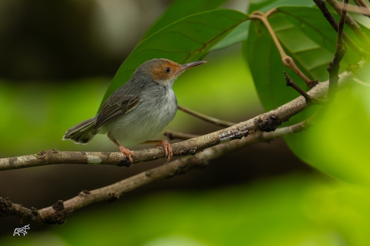 Ashy Tailorbird - ML623465943