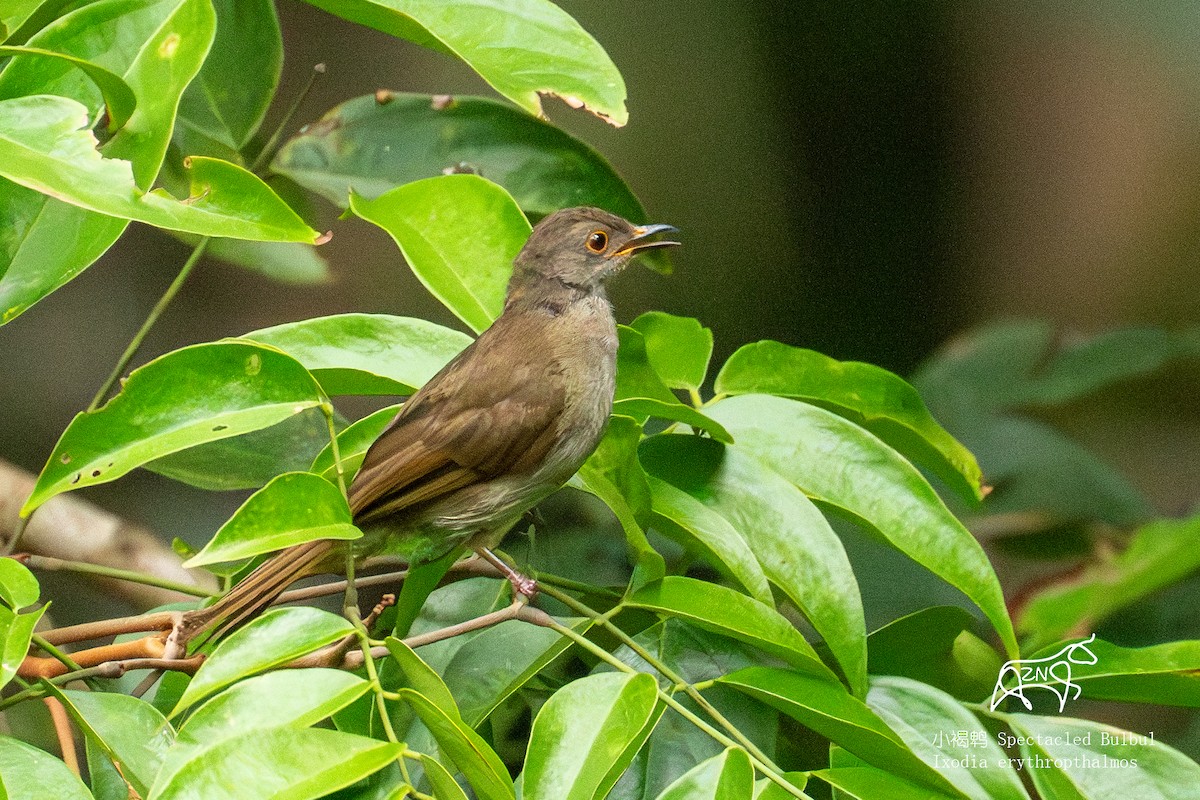 Spectacled Bulbul - ML623465948