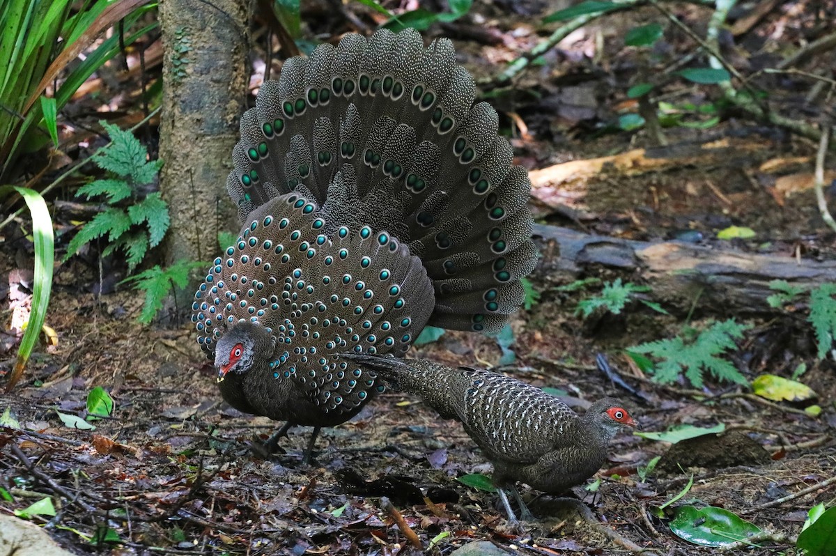 Hainan Peacock-Pheasant - ML623465950