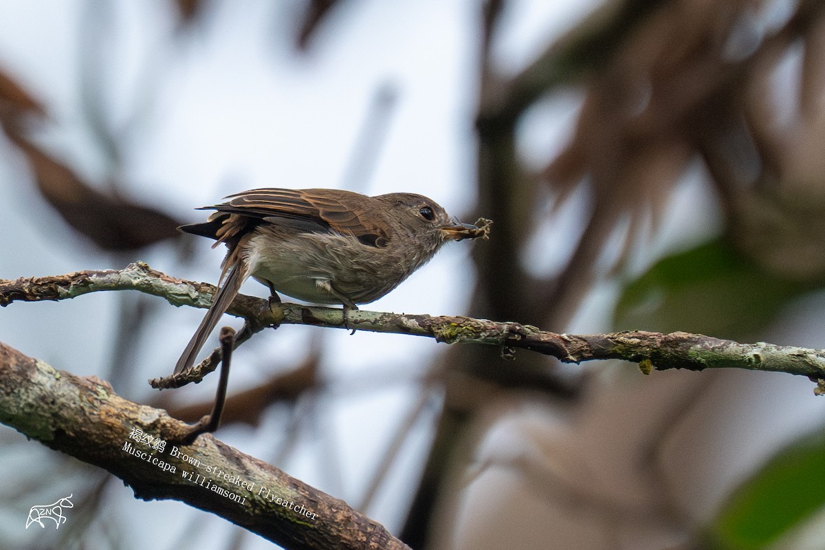 Brown-streaked Flycatcher - ML623465951