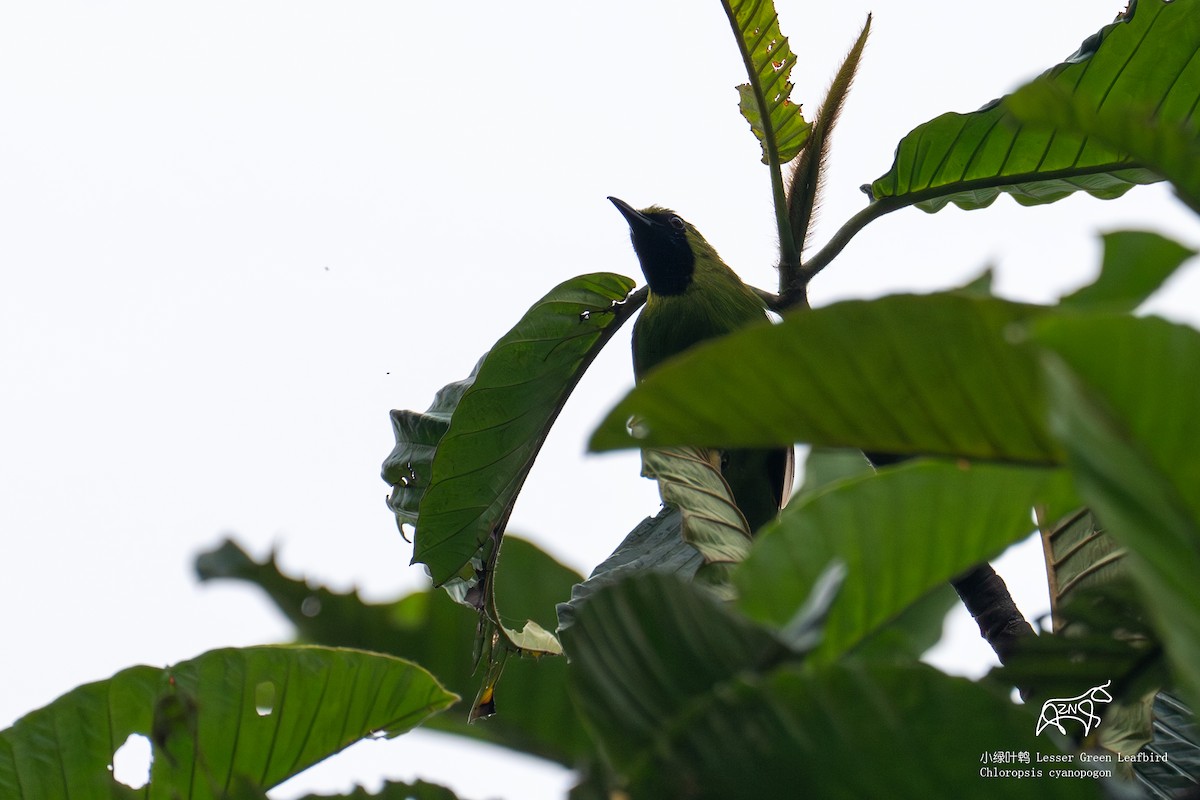 Lesser Green Leafbird - ML623465960