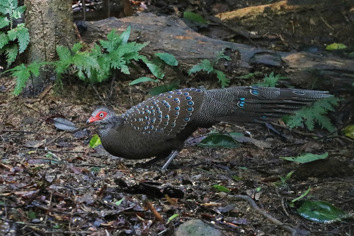 Hainan Peacock-Pheasant - ML623465965