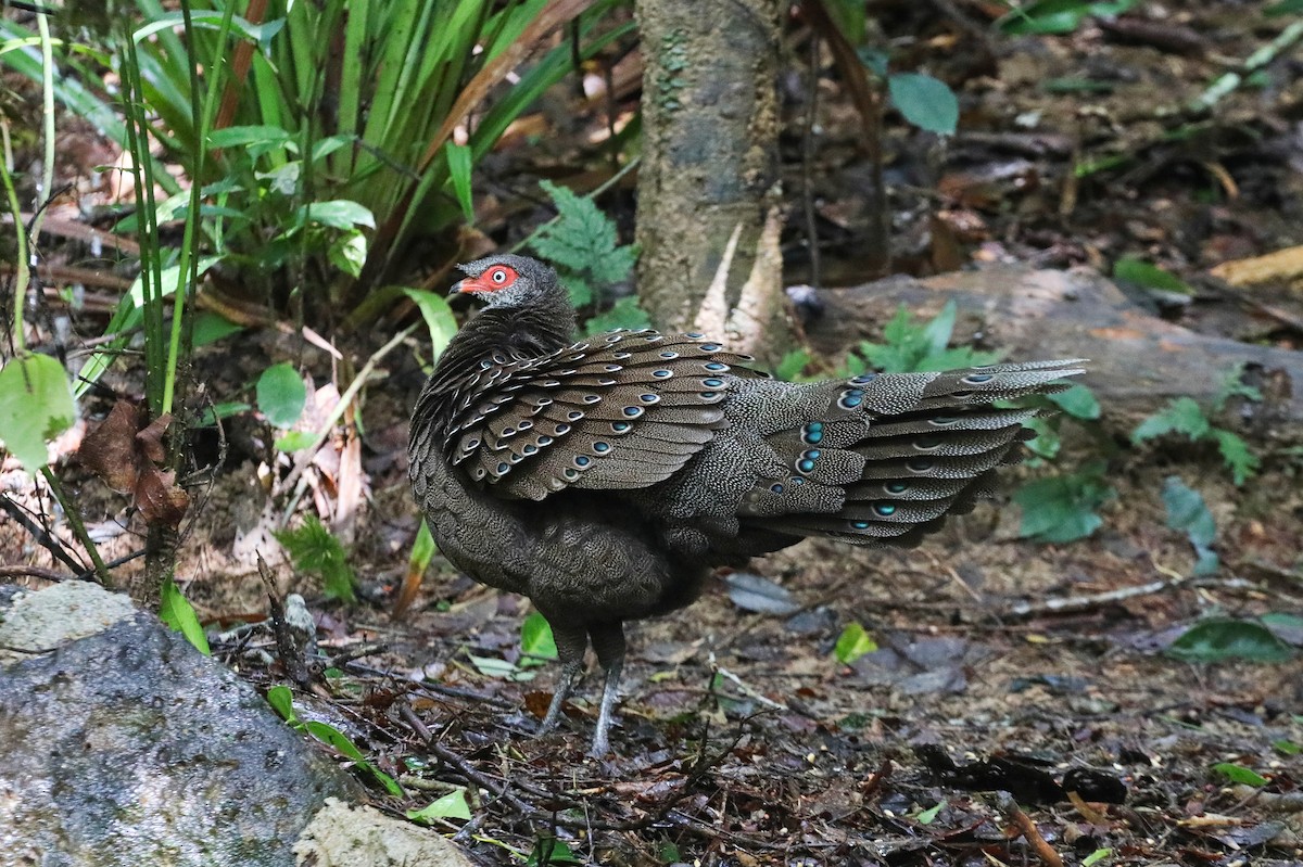 Hainan Peacock-Pheasant - ML623465966