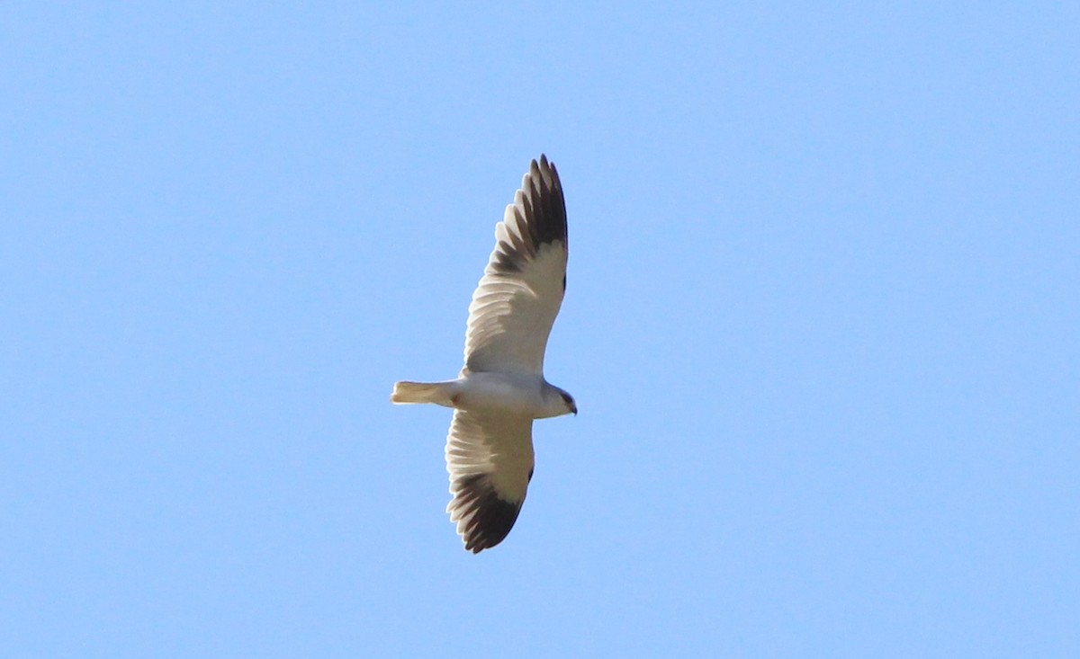 Black-winged Kite - ML623466003