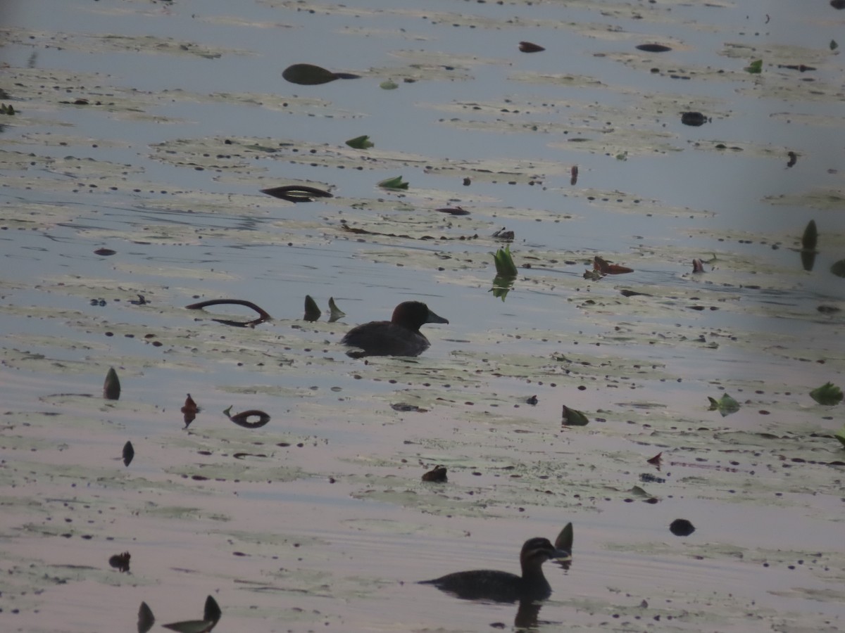 Masked Duck - ML623466013