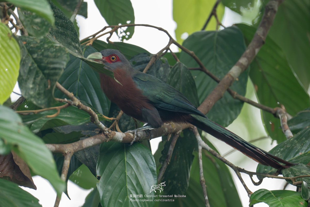 Chestnut-breasted Malkoha - ML623466030