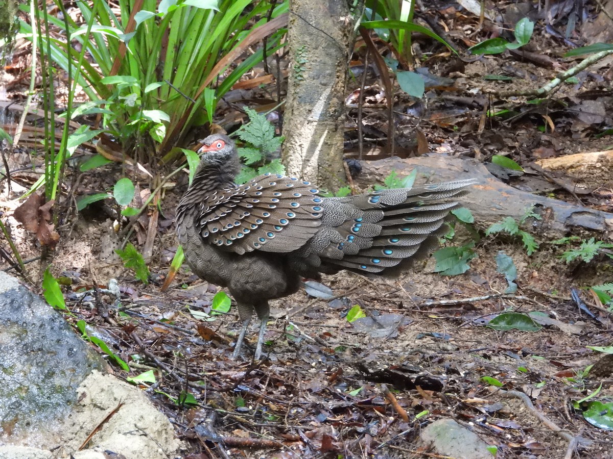 Hainan Peacock-Pheasant - ML623466048