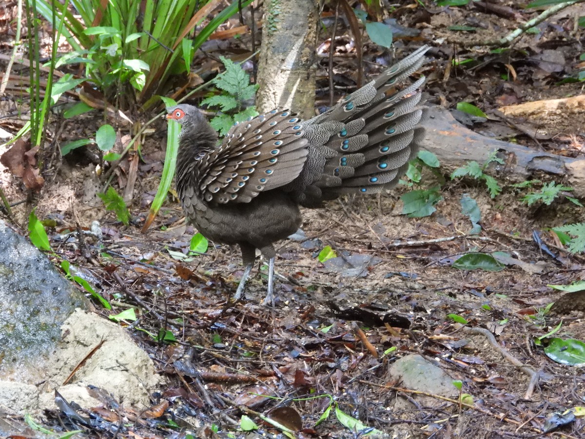 Hainan Peacock-Pheasant - ML623466049