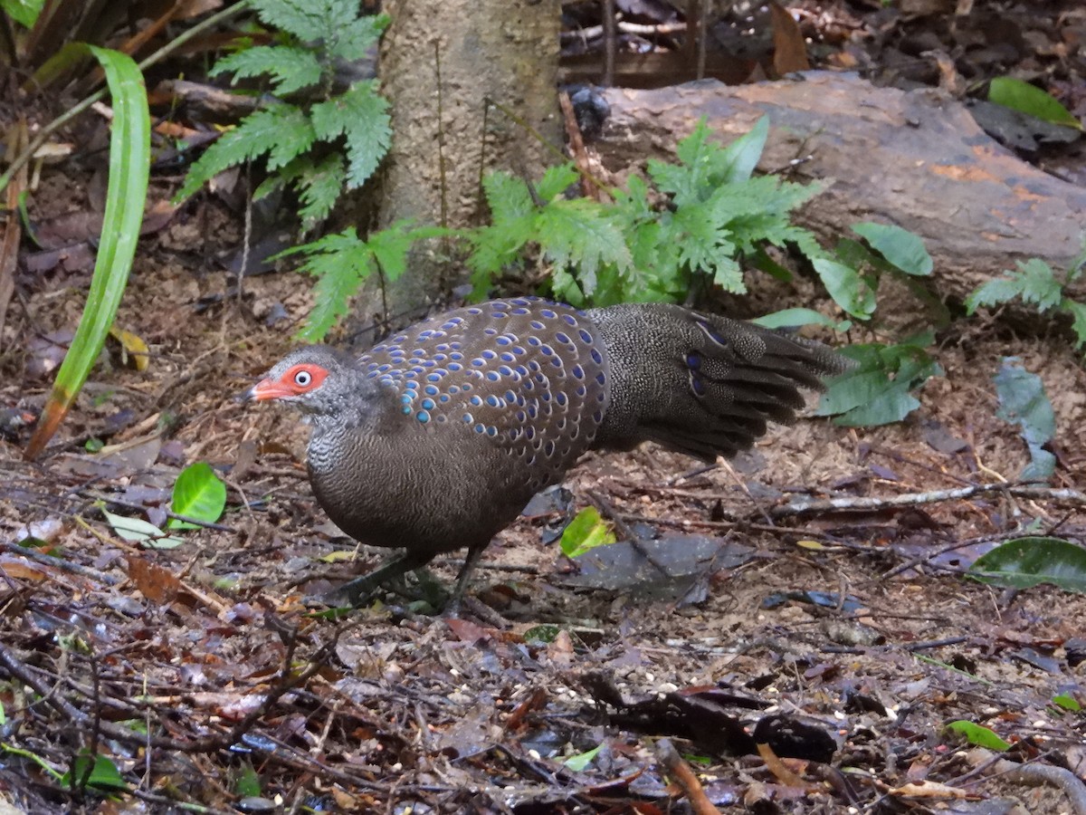 Hainan Peacock-Pheasant - Satellite Wu